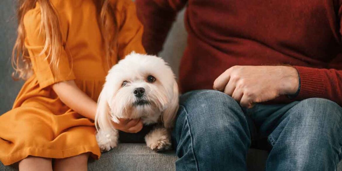 Pets During a Divorce