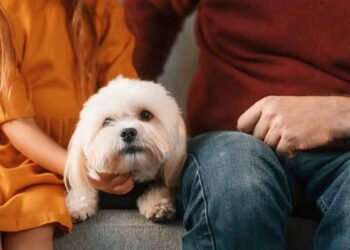 Pets During a Divorce